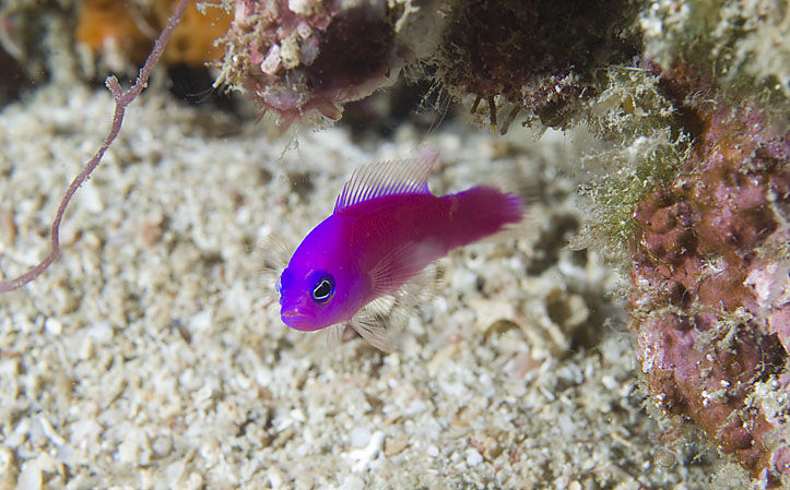 Pictichromis porphyreus